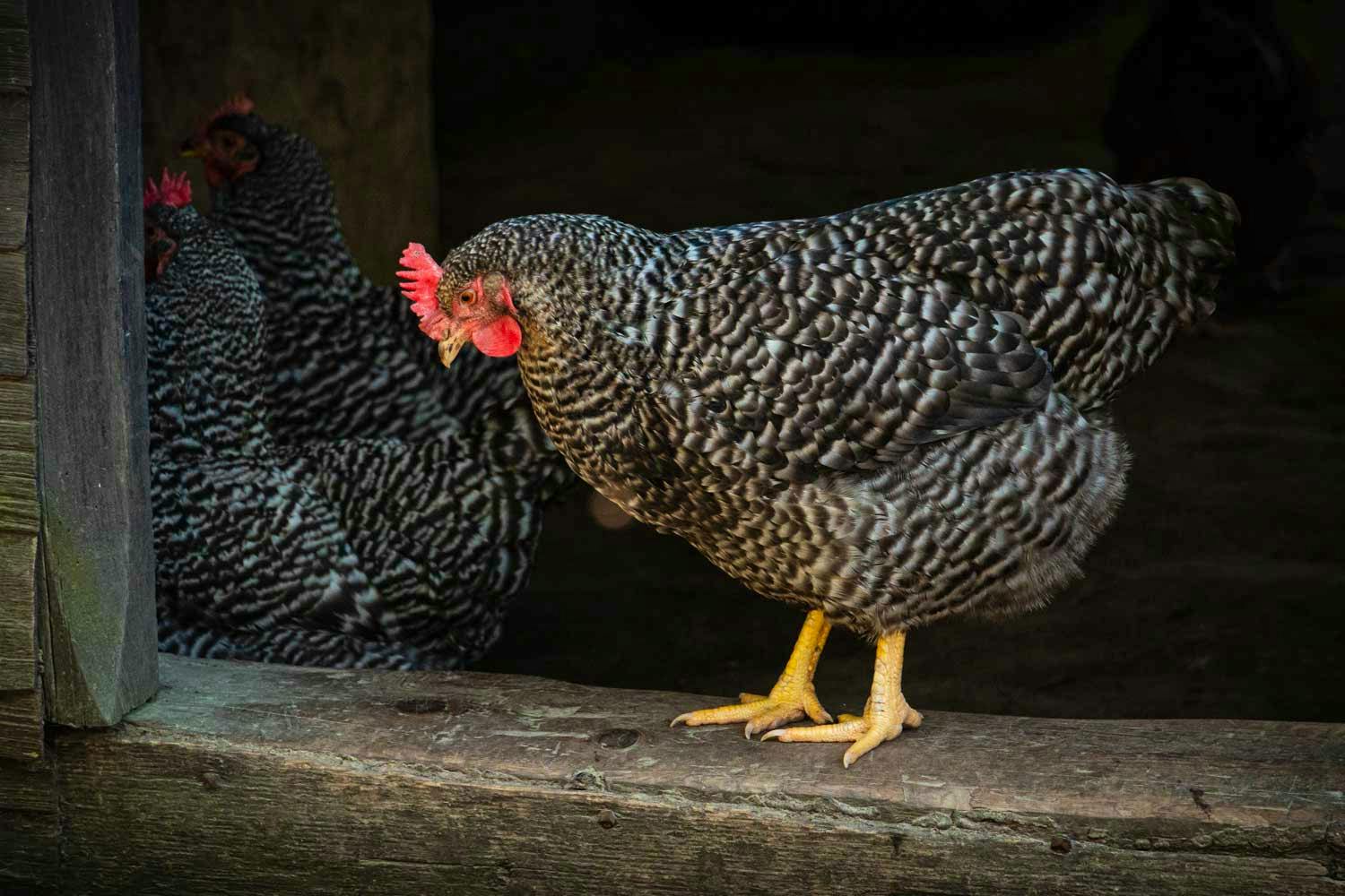 A heritage breed chicken stands to welcome guests at the main house door