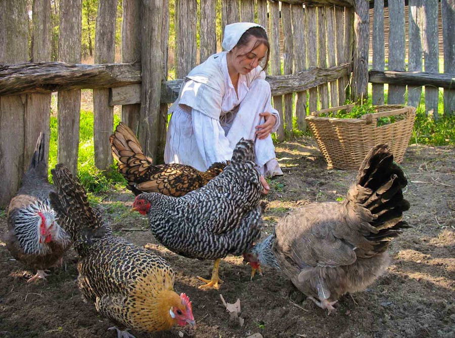 Heritage breed chickens wander freely at the plantation