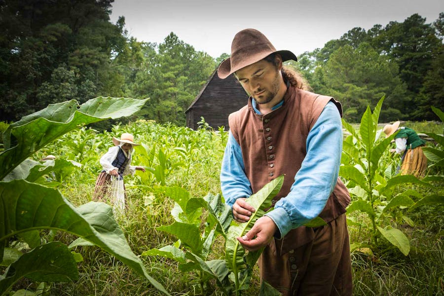 Staff at the Godiah Spray Tobacco plantation are inspecting the tobacco plants for insects that eat the plants