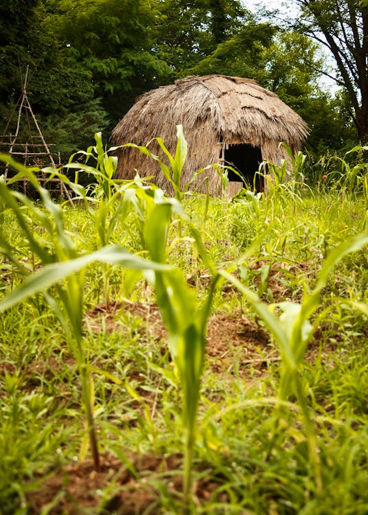A witchott, or longhouse, clad with locally harvested grasses in Southern Maryland