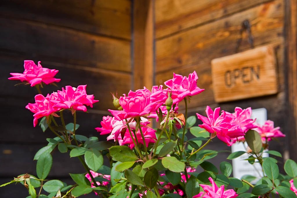 A cluster of pink roses are growing. Behind the roses is a wooden sign reading "open."