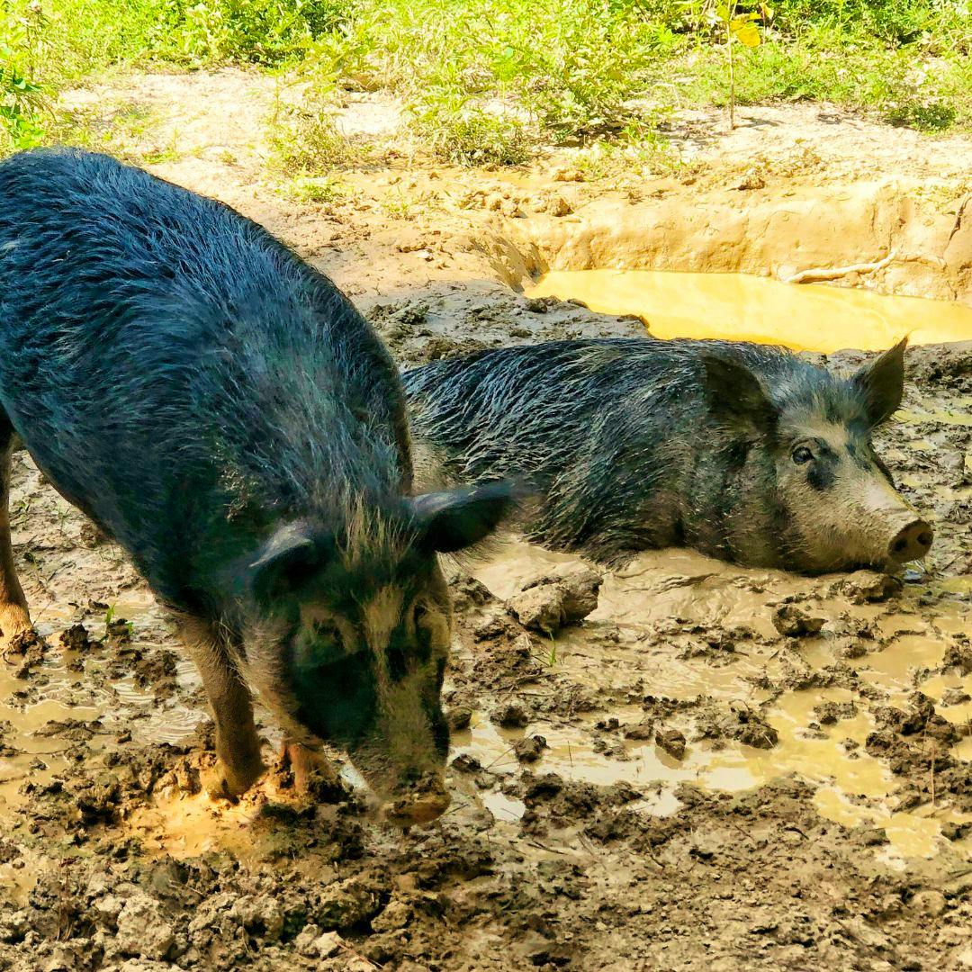 two pigs in the mud