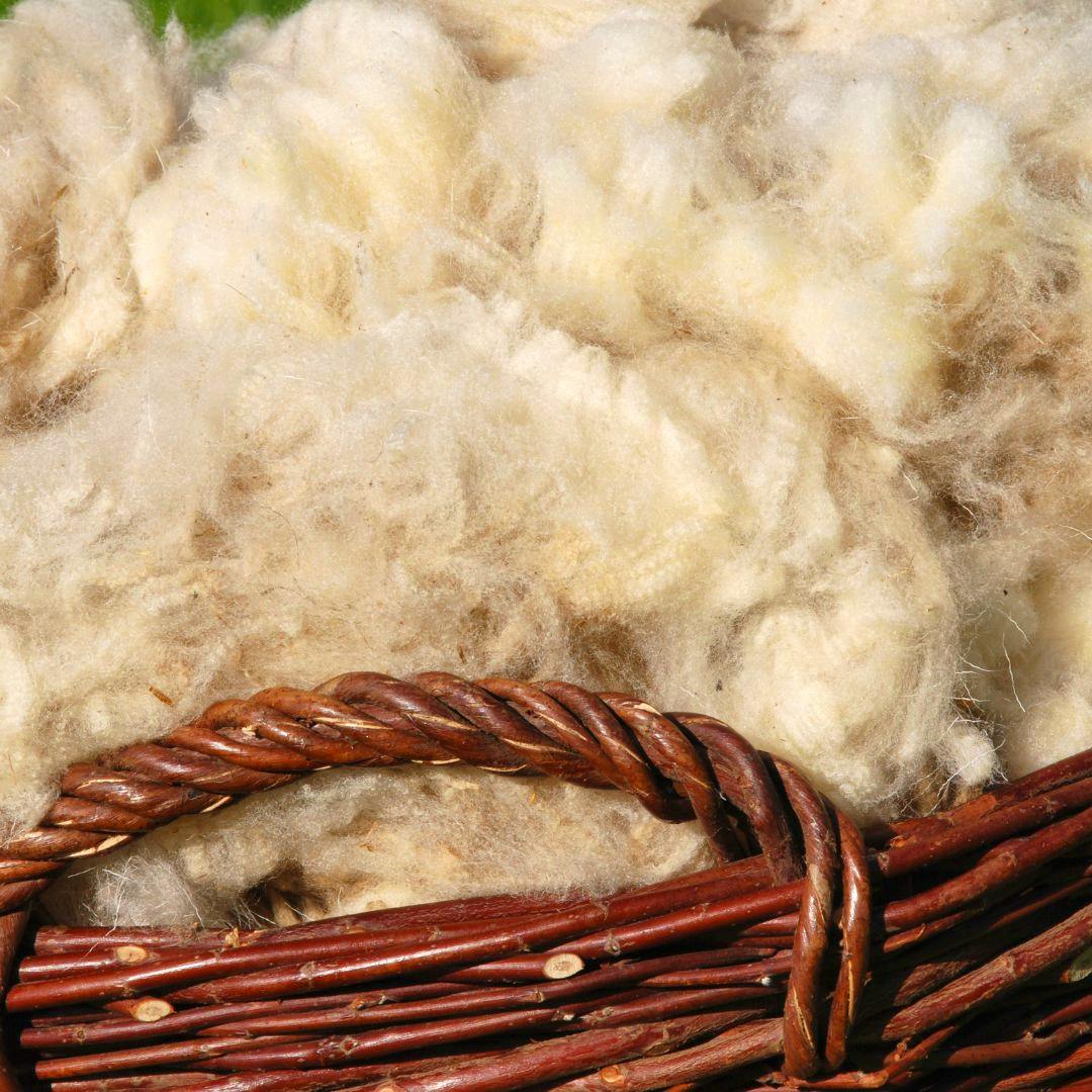 unprocessed wool