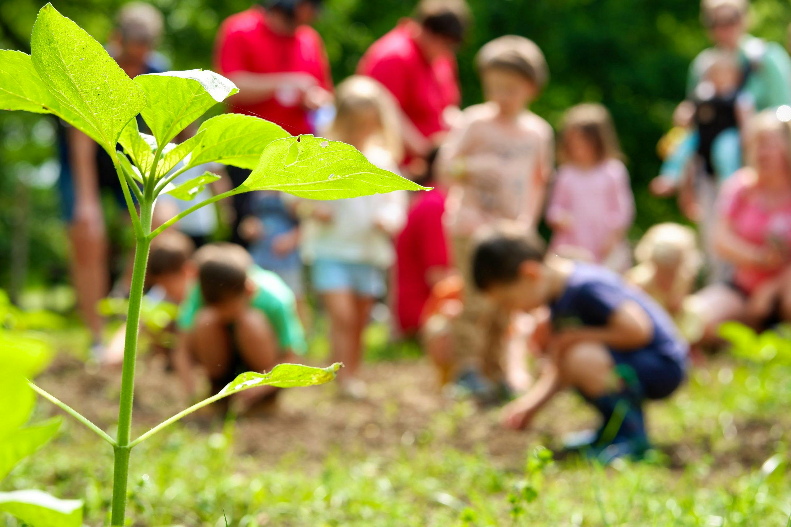 The photograph was taken outside. A leaf is in the foreground. A group of children taking part in the Little Explorers preschool program are in the background. Some are kneeling and planting seeds in the soil. A few other children are standing behind them and watching them as they work.